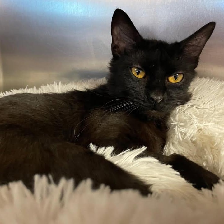 Enlarge Sasha, a Adoptable Domestic Short Hair in Wilmington, NC image 2/4
