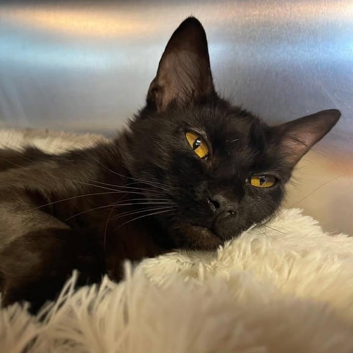 Enlarge Sasha, a Adoptable Domestic Short Hair in Wilmington, NC image 3/4