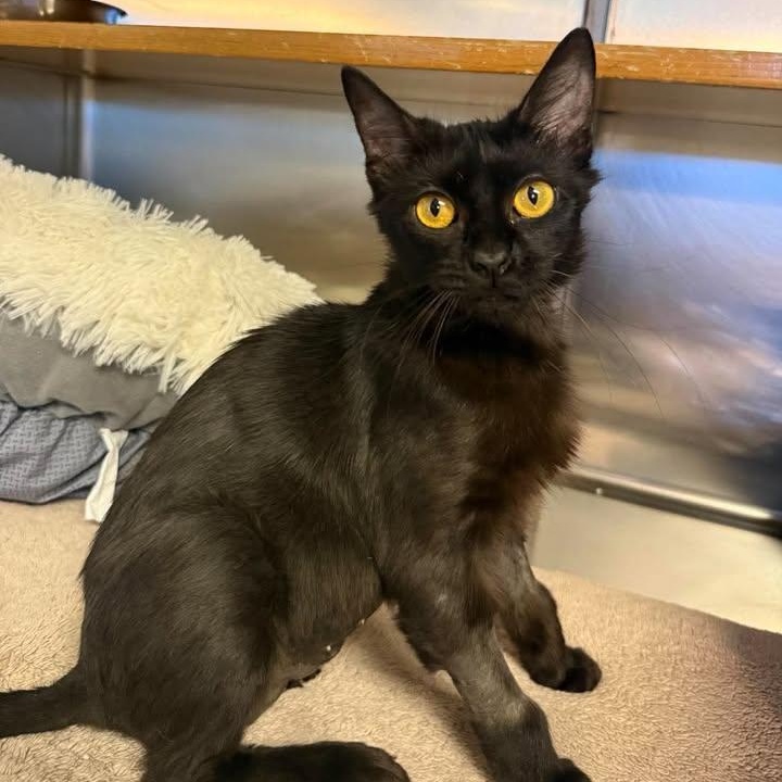 Sasha, Adoptable, Young Female Domestic Short Hair.