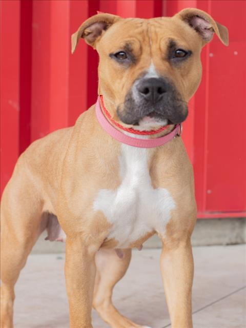 BARLEY, Adoptable, Young Female Pit Bull Terrier.
