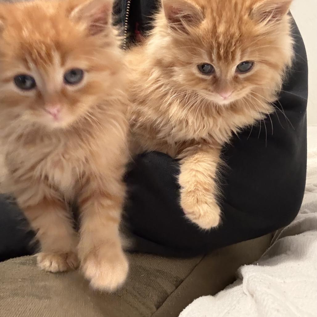 Momo — thumbnail 2