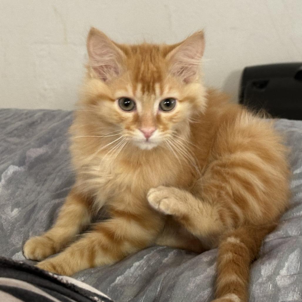 Momo — thumbnail 3