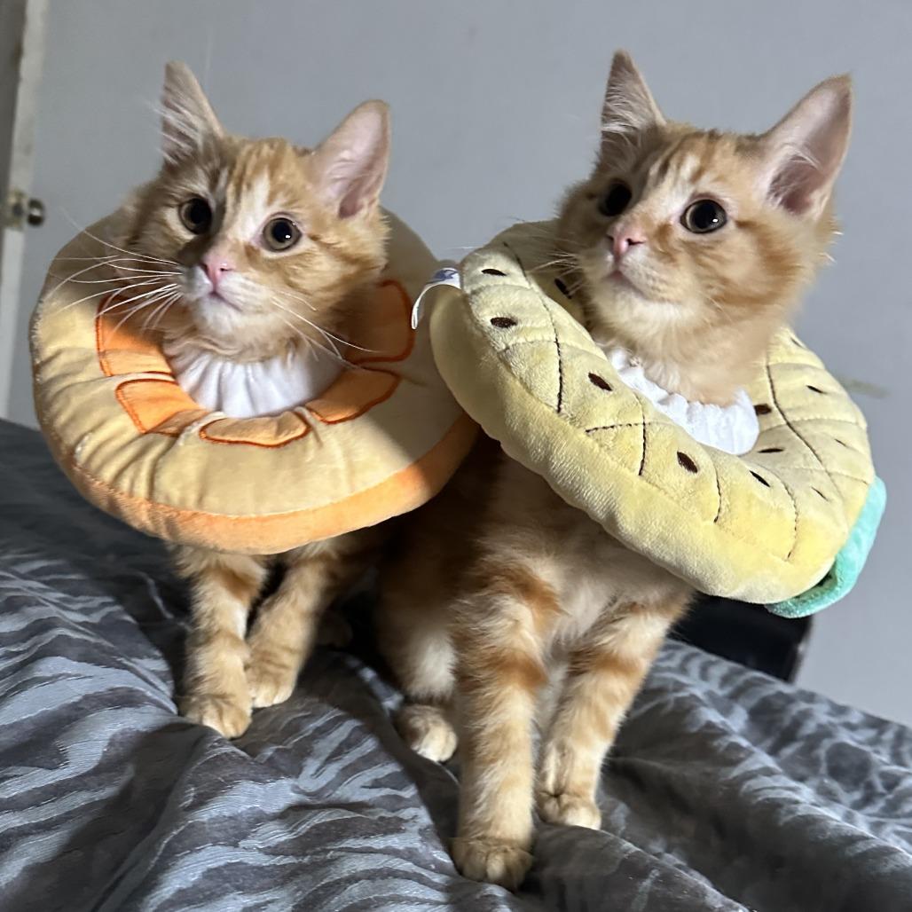 Momo — thumbnail 4