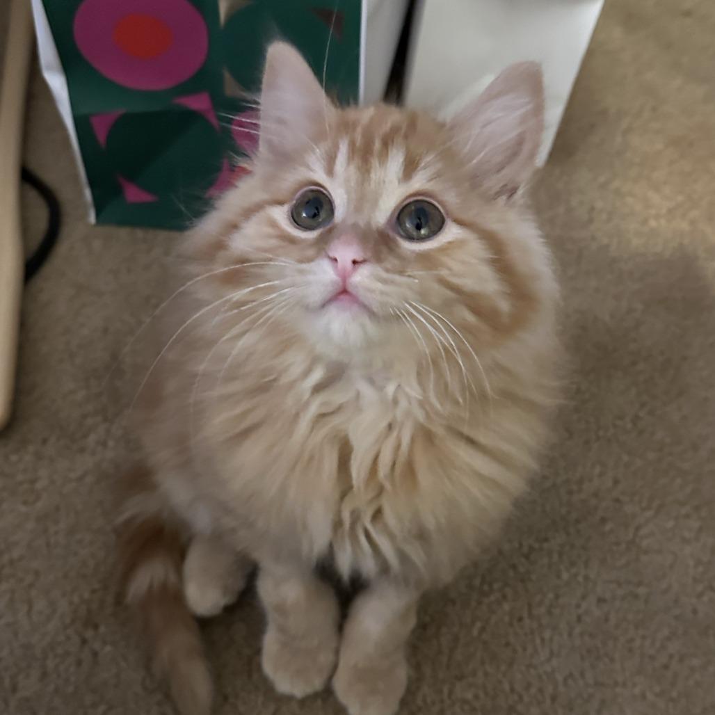 Momo — thumbnail 5