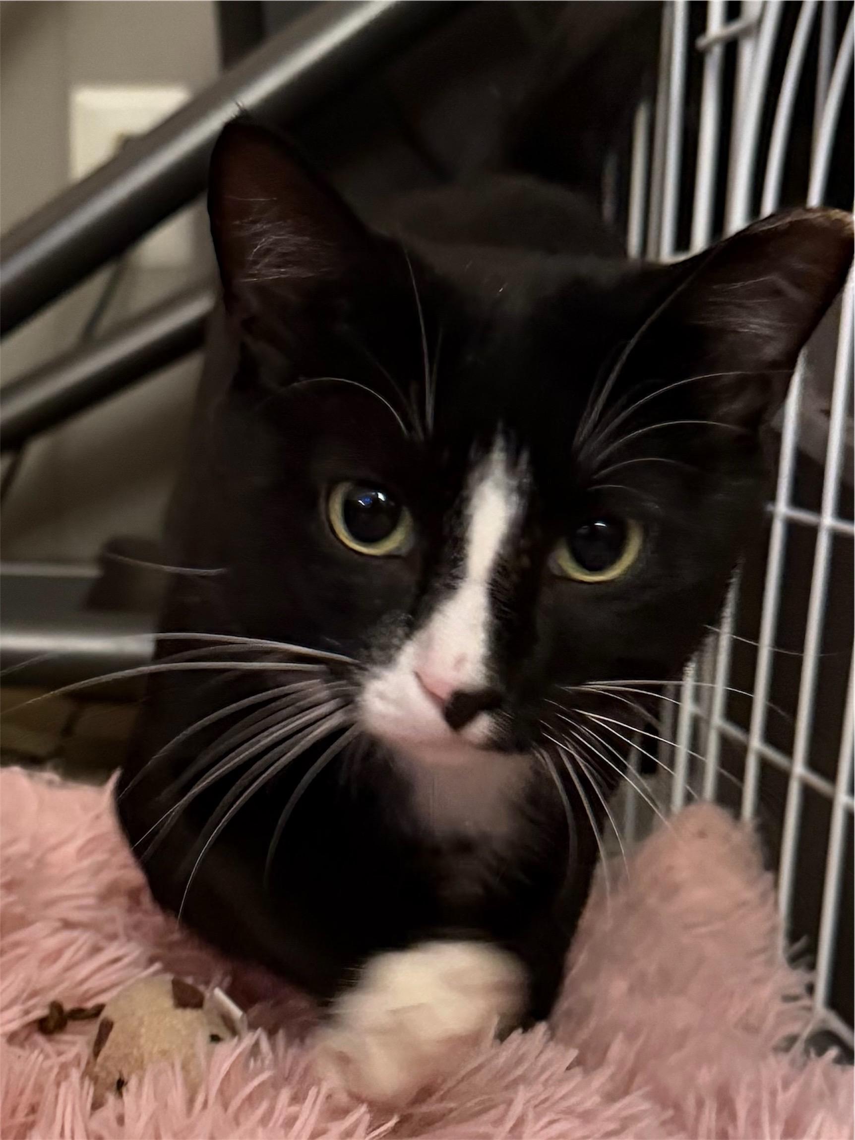 Enlarge Eduardo, a ADOPTABLE Domestic Short Hair in Leesburg, VA image 1/4