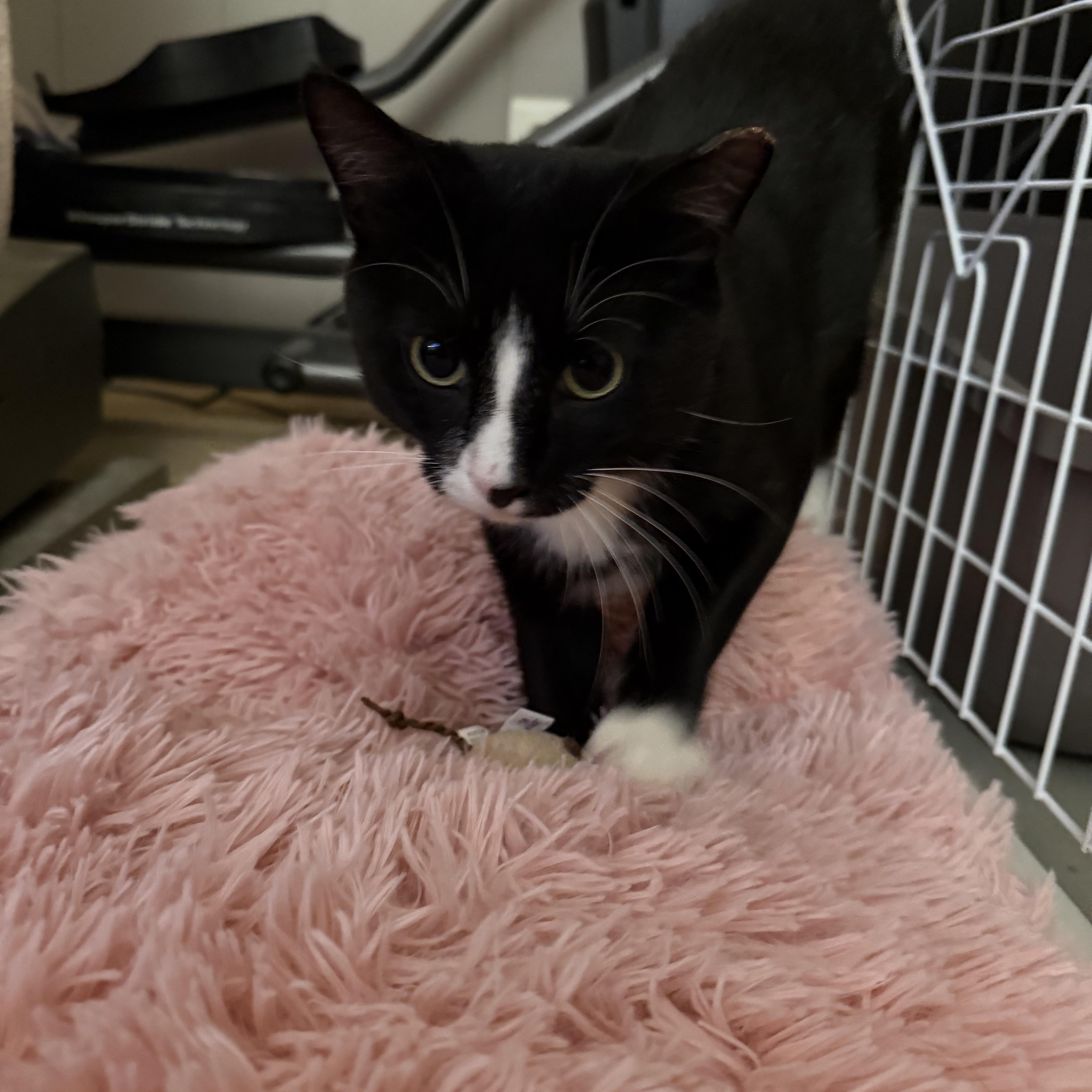 Enlarge Eduardo, a ADOPTABLE Domestic Short Hair in Leesburg, VA image 3/4
