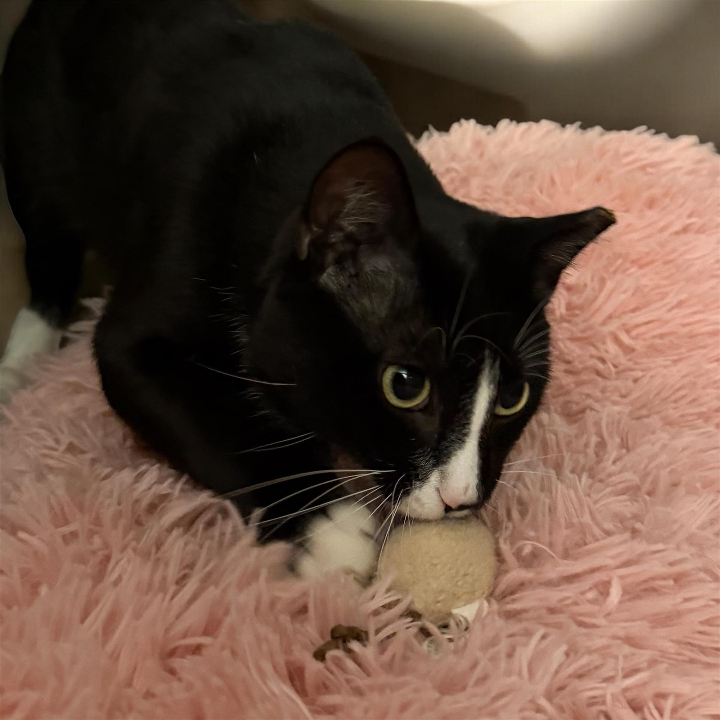 Enlarge Eduardo, a ADOPTABLE Domestic Short Hair in Leesburg, VA image 4/4