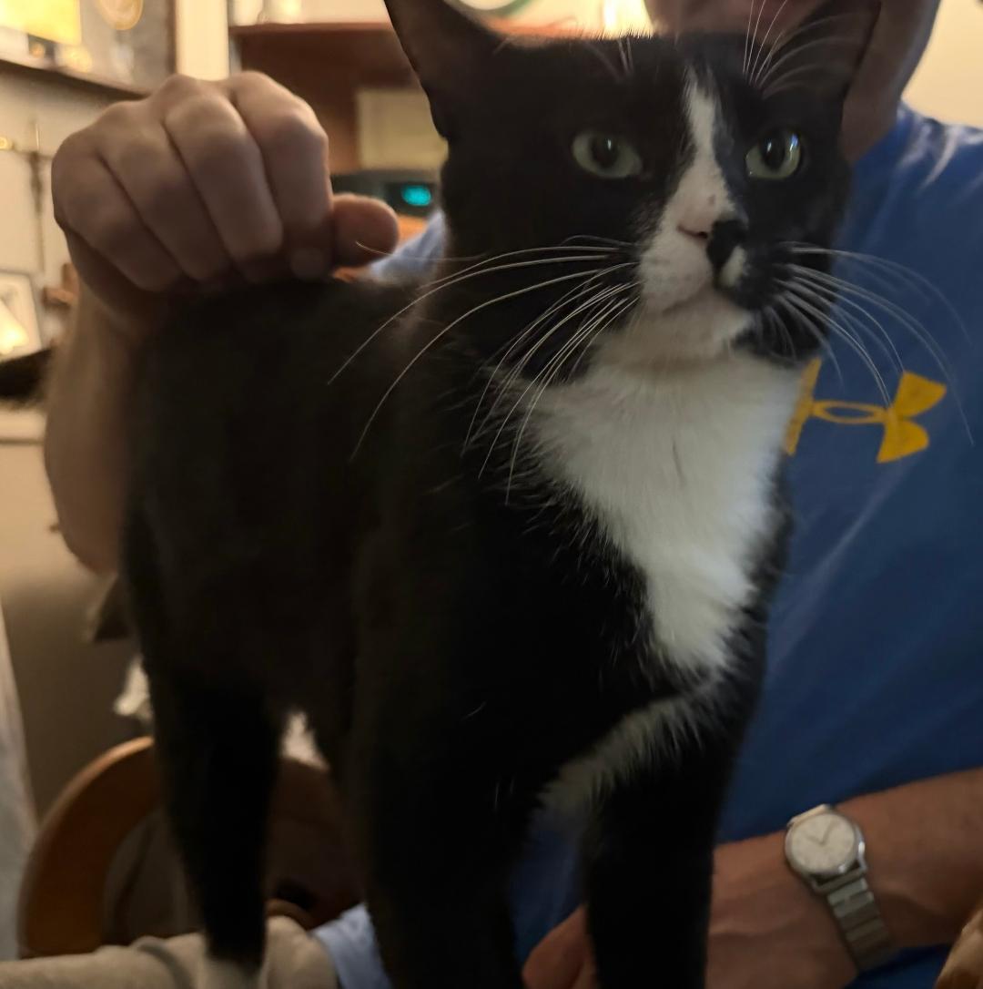 Enlarge Eduardo, a ADOPTABLE Domestic Short Hair in Leesburg, VA image 2/4