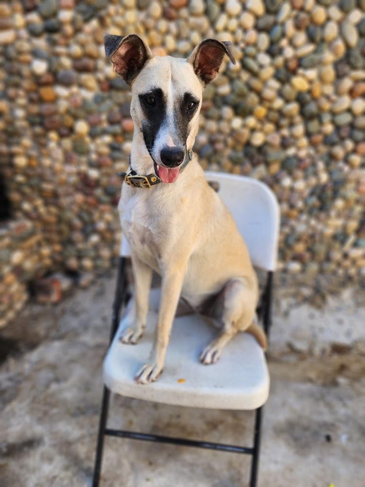 Roma, Adoptable, Adult Female Black Mouth Cur.