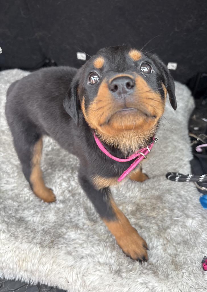 Roxy, an adoptable Rottweiler in Bozeman, MT, 59715 | Photo Image 2