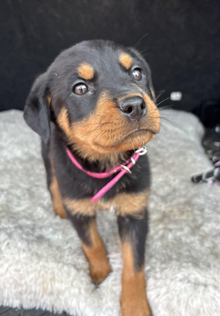 Roxy, an adoptable Rottweiler in Bozeman, MT, 59715 | Photo Image 3