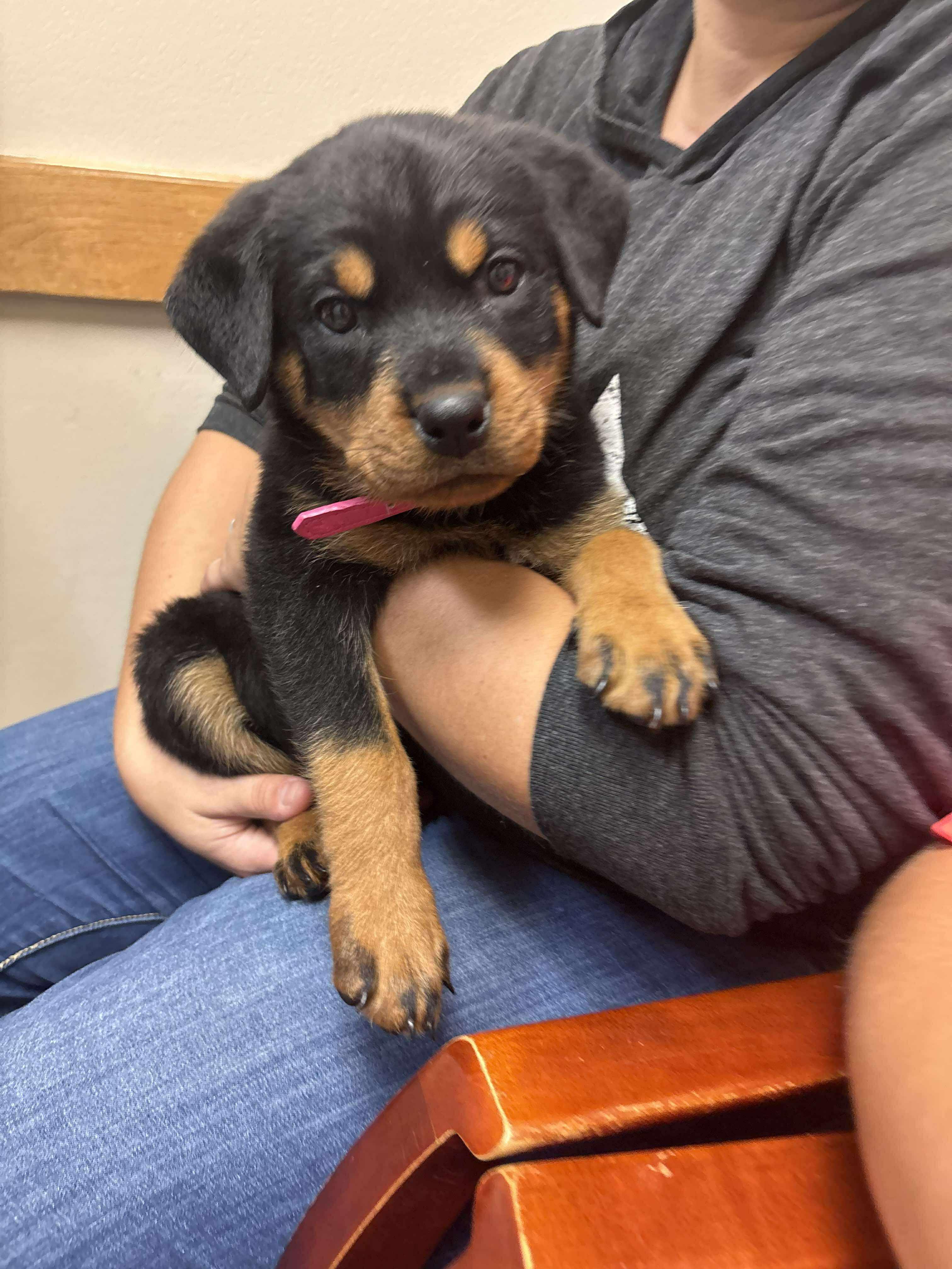 Roxy, an adoptable Rottweiler in Bozeman, MT, 59715 | Photo Image 4