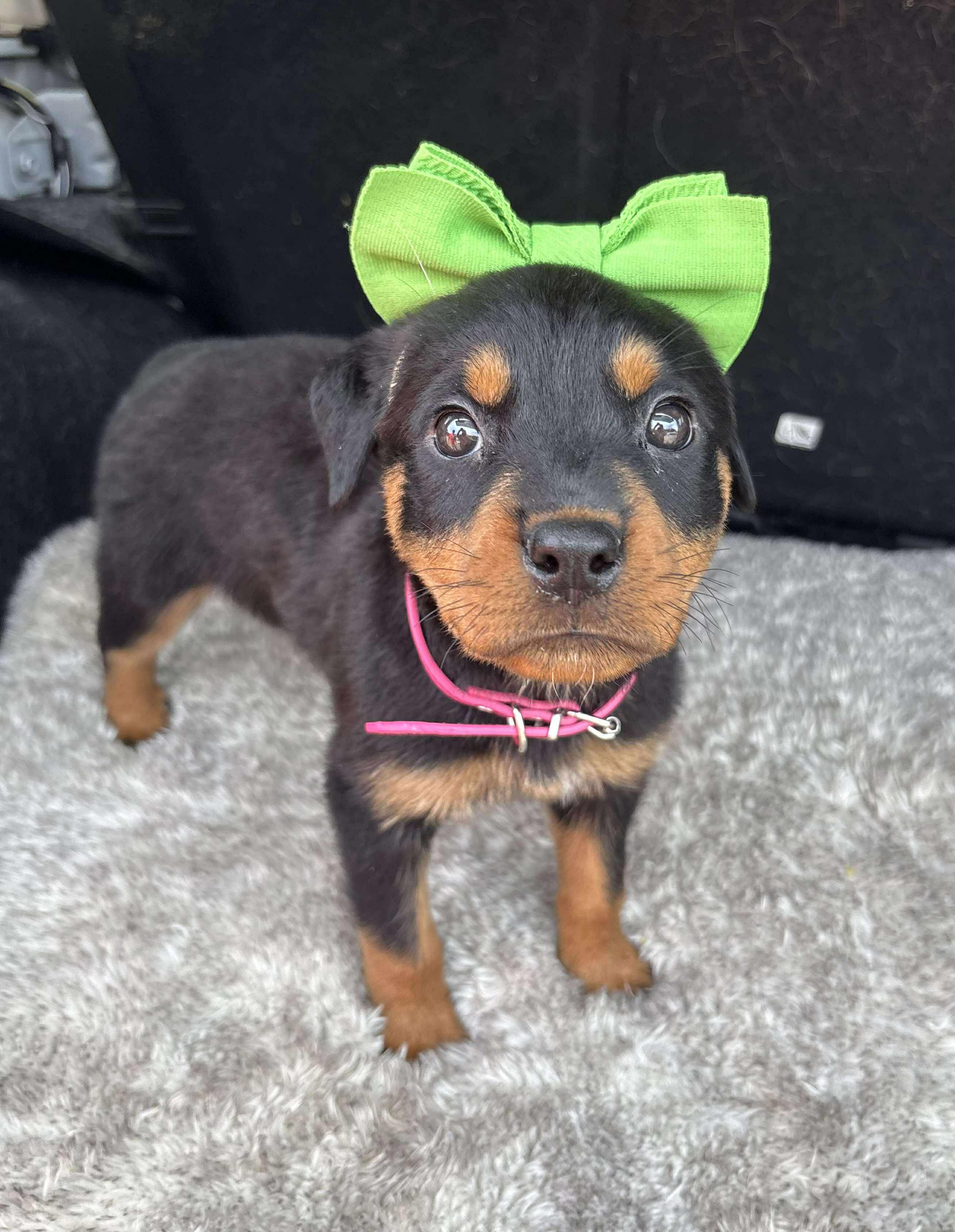 Roxy, an adoptable Rottweiler in Bozeman, MT, 59715 | Photo Image 1
