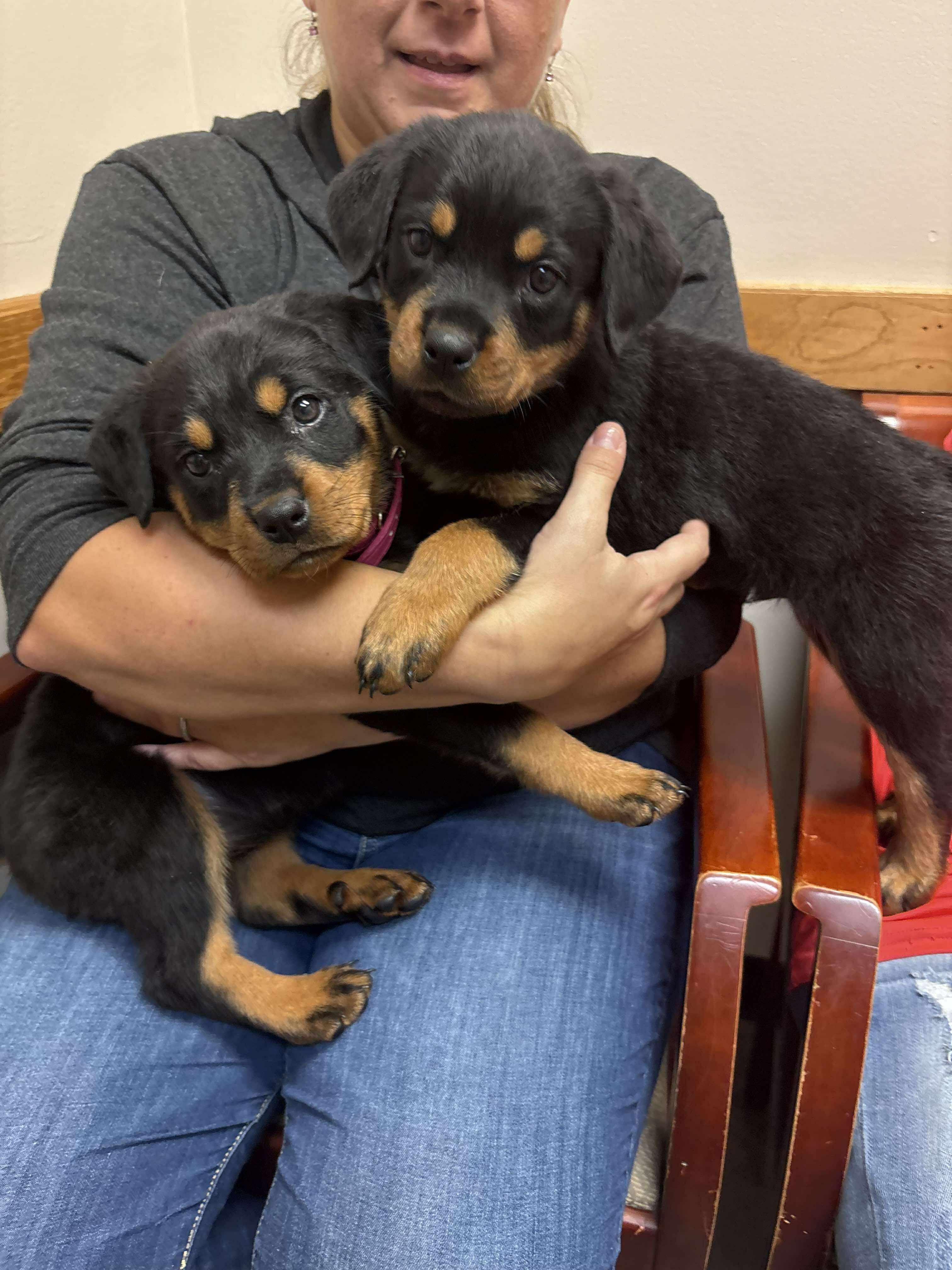 Roxy, an adoptable Rottweiler in Bozeman, MT, 59715 | Photo Image 5