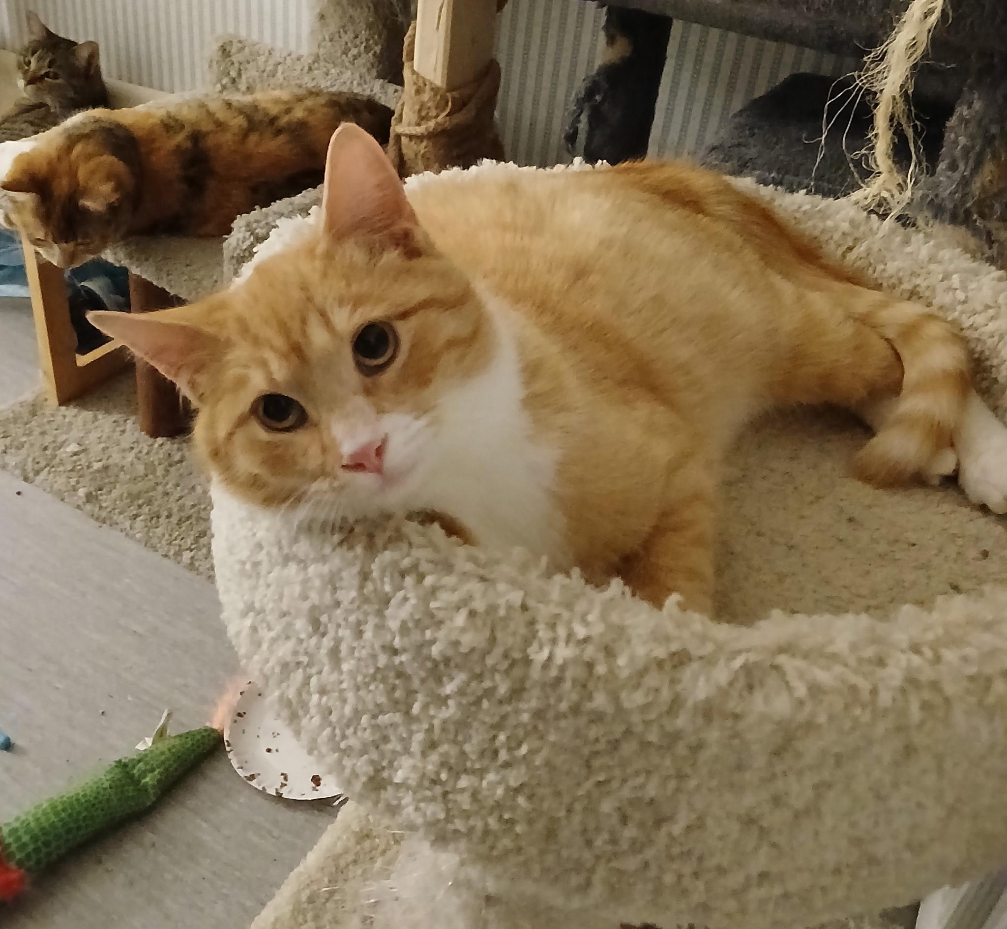 Enlarge Orangie Boy, a Adoptable Domestic Short Hair in Novi, MI image 1/5