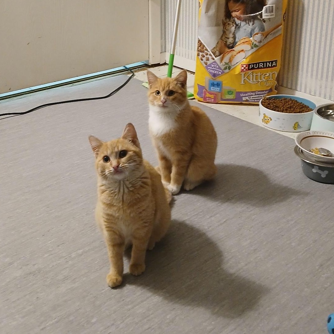 Enlarge Orangie Boy, a Adoptable Domestic Short Hair in Novi, MI image 3/5