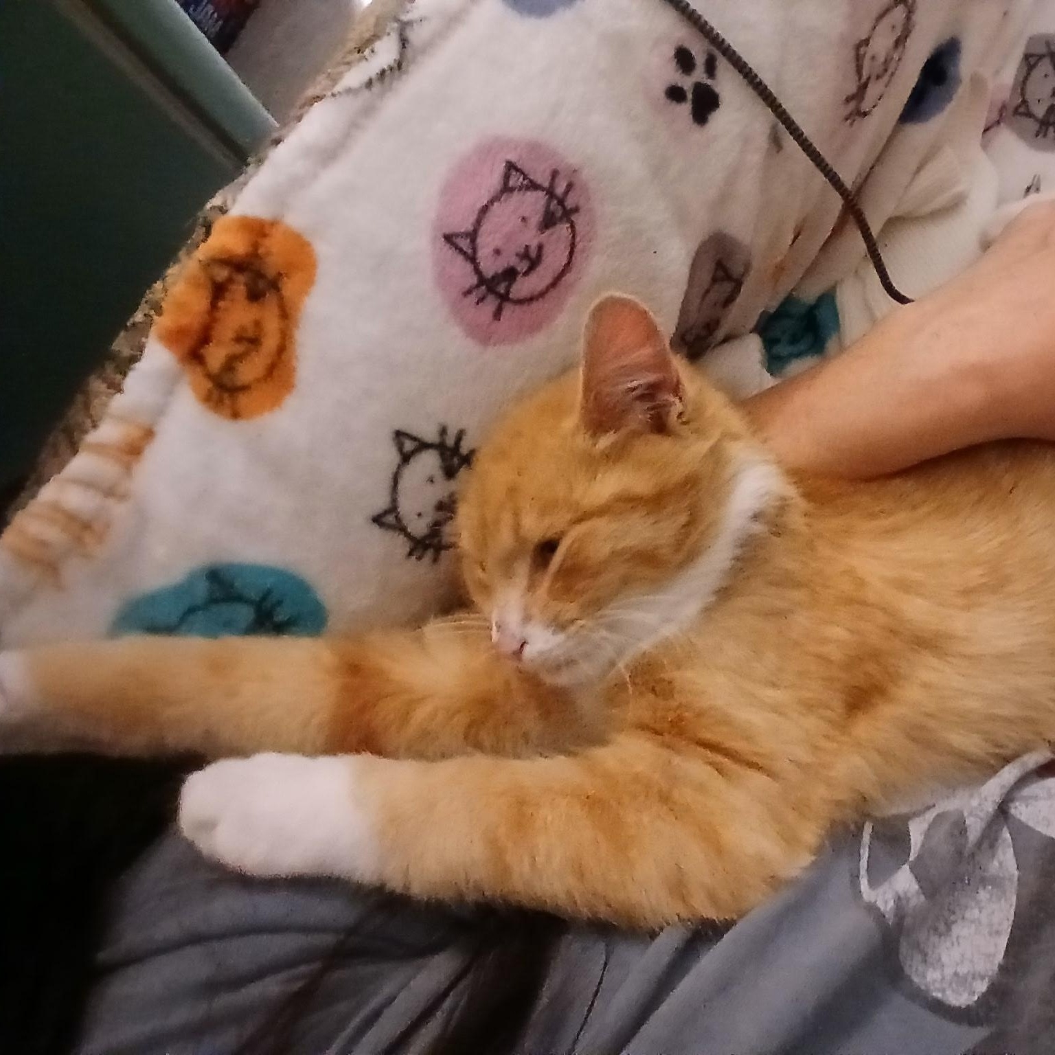 Enlarge Orangie Boy, a Adoptable Domestic Short Hair in Novi, MI image 2/5