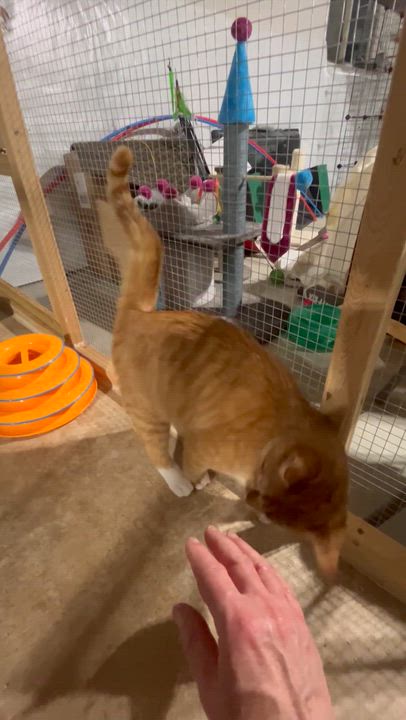 Enlarge Orangie Boy, a Adoptable Domestic Short Hair in Novi, MI video 4/5
