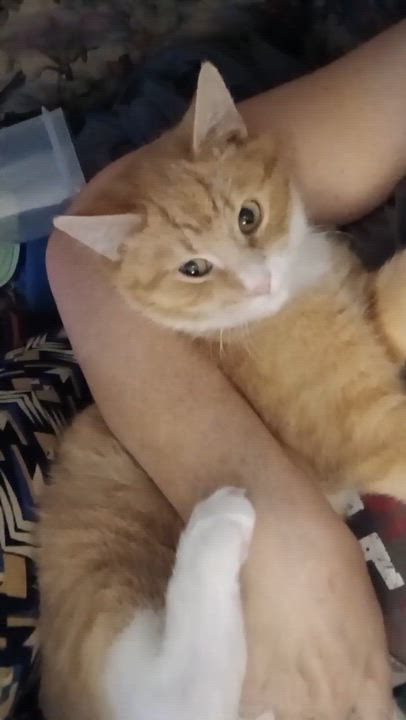 Enlarge Orangie Boy, a Adoptable Domestic Short Hair in Novi, MI video 5/5