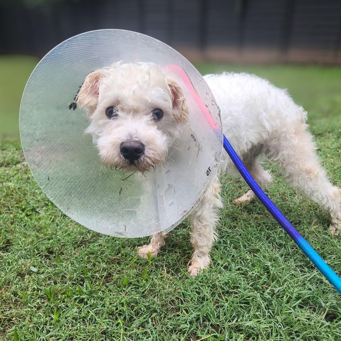 Winston, a ADOPTABLE mixed breed in Austin, TX image 2/5