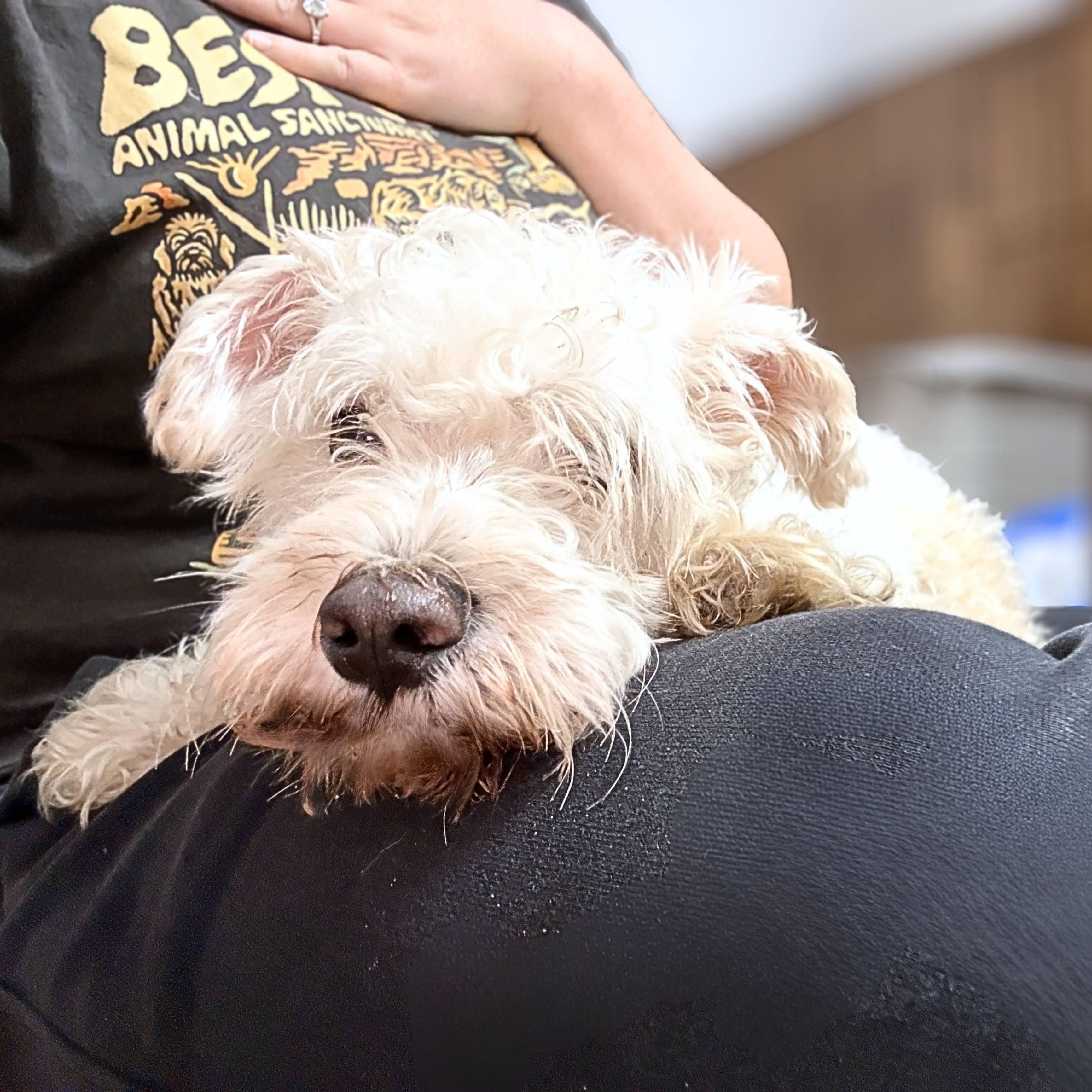 Winston, a ADOPTABLE mixed breed in Austin, TX image 3/5