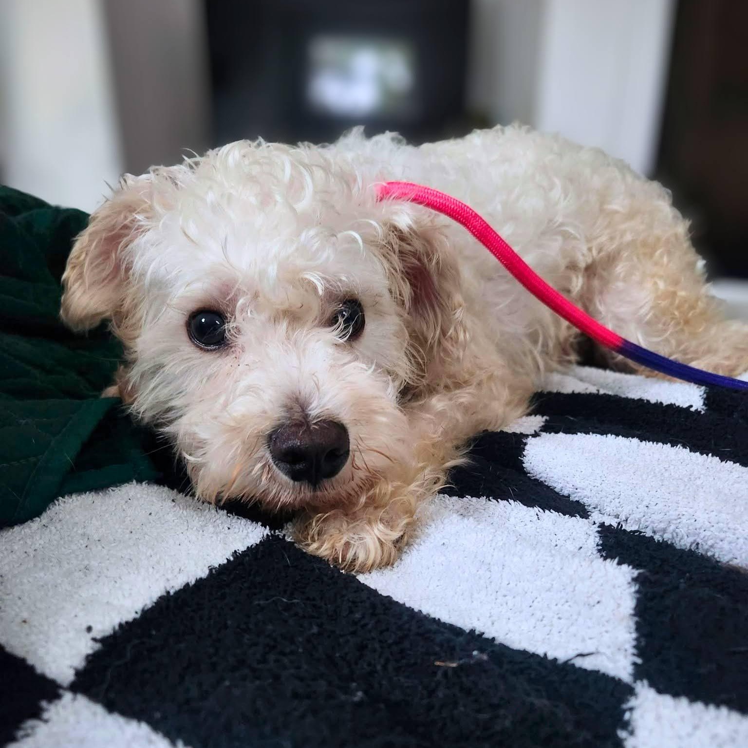 Winston, a ADOPTABLE mixed breed in Austin, TX image 5/5