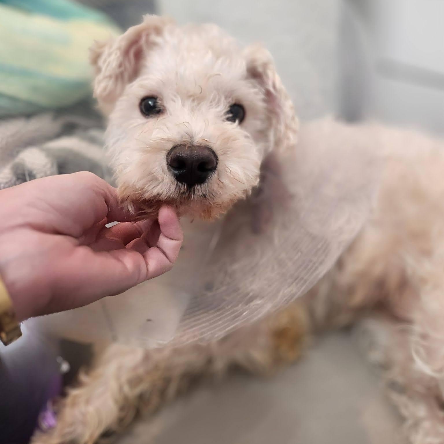 Winston, ADOPTABLE, Adult Male Maltese.