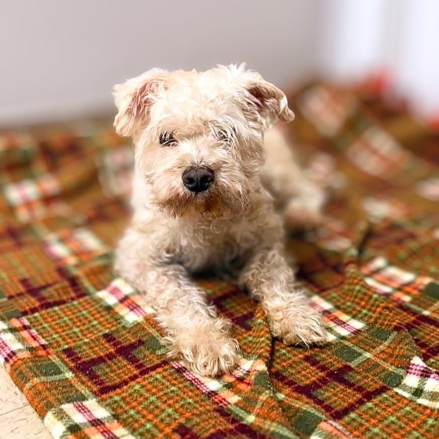 Winston, a ADOPTABLE mixed breed in Austin, TX image 4/5