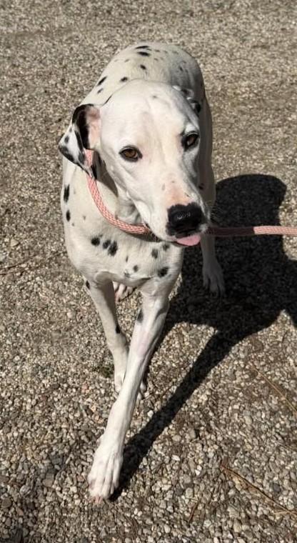 Enlarge Marilyn-Agoura Hills, CA, a ADOPTABLE Dalmatian in San Diego, CA image 3/3