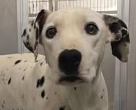 Enlarge Marilyn-Agoura Hills, CA, a ADOPTABLE Dalmatian in San Diego, CA image 1/3