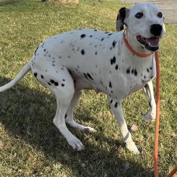 Enlarge Marilyn-Agoura Hills, CA, a ADOPTABLE Dalmatian in San Diego, CA image 2/3