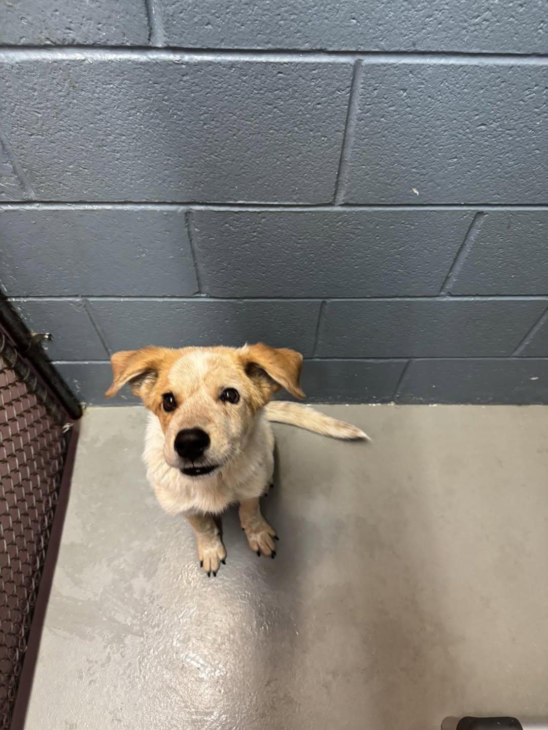 Lil Caesar, Adoptable, Young Male Australian Cattle Dog / Blue Heeler.