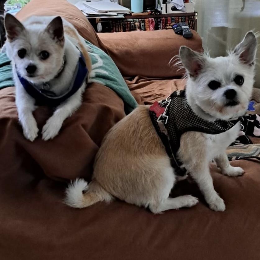 Niko, Adoptable, Senior Male Maltese & Chihuahua.