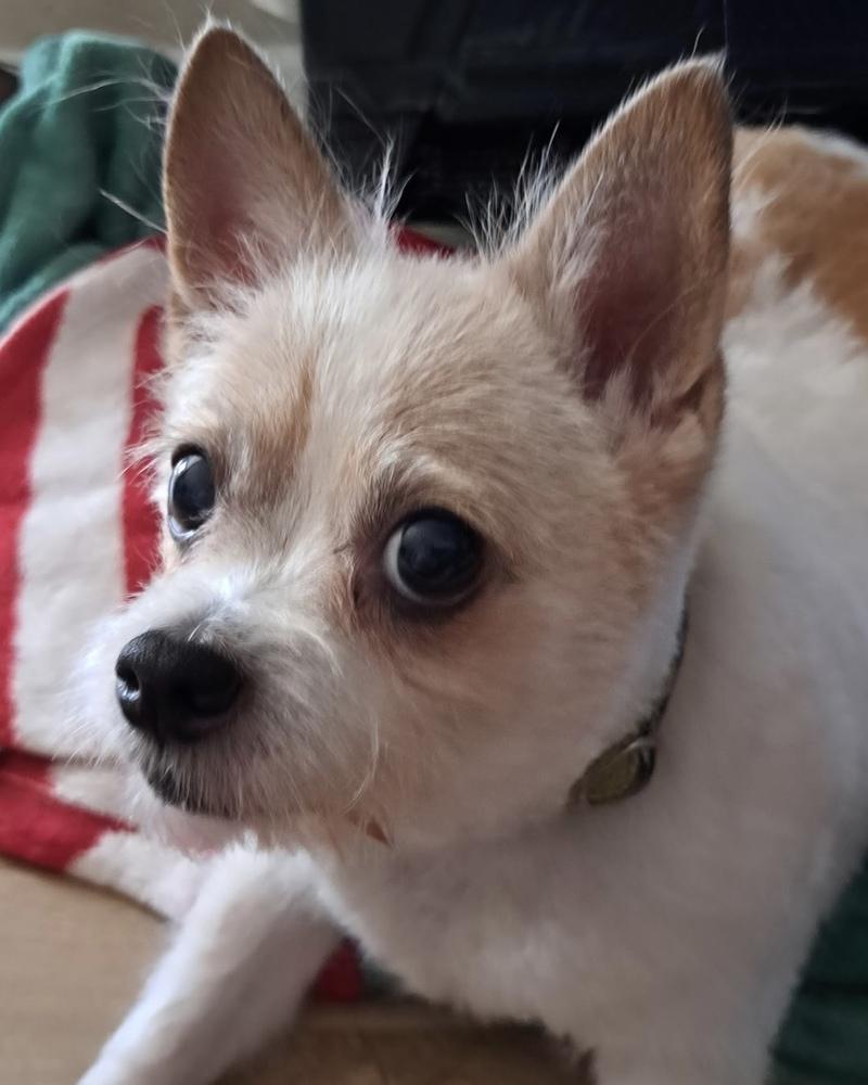 Niko, a Adoptable mixed breed in Orlando, FL image 2/6