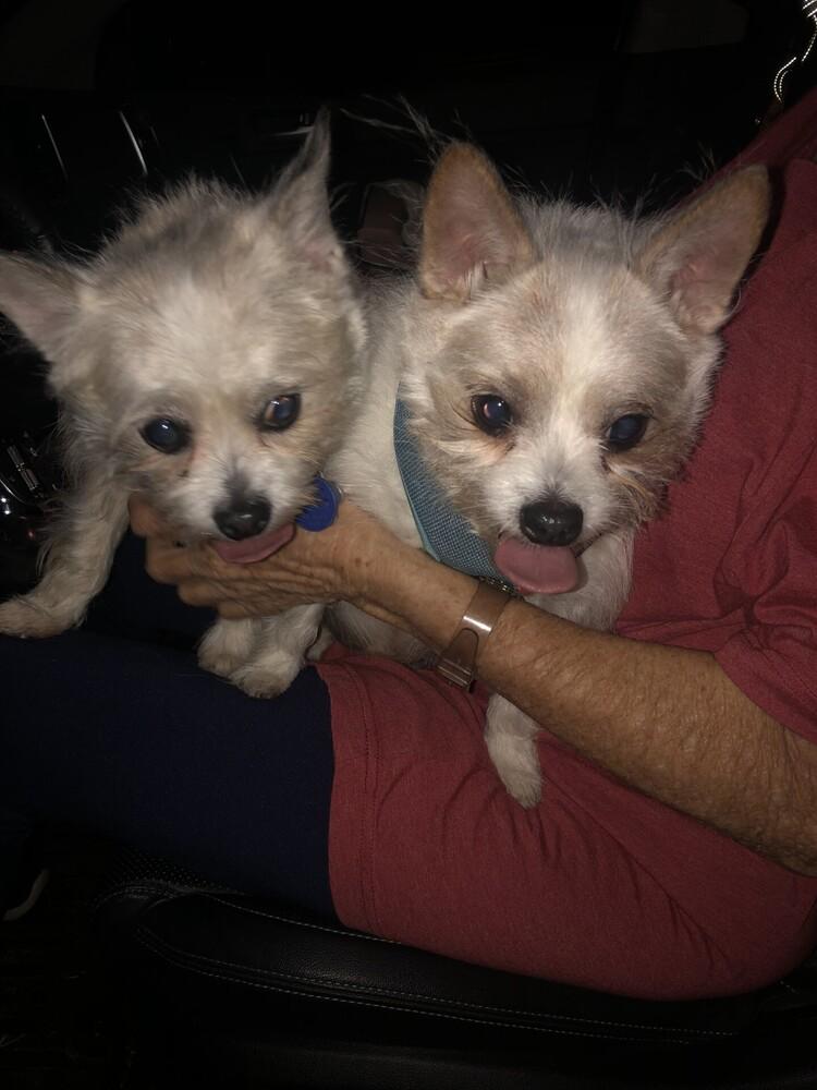 Niko, a Adoptable mixed breed in Orlando, FL image 3/6