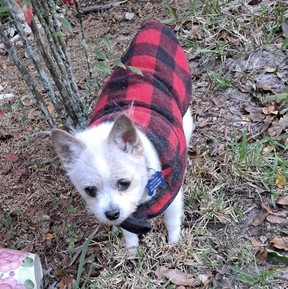 Niko, a Adoptable mixed breed in Orlando, FL image 5/6