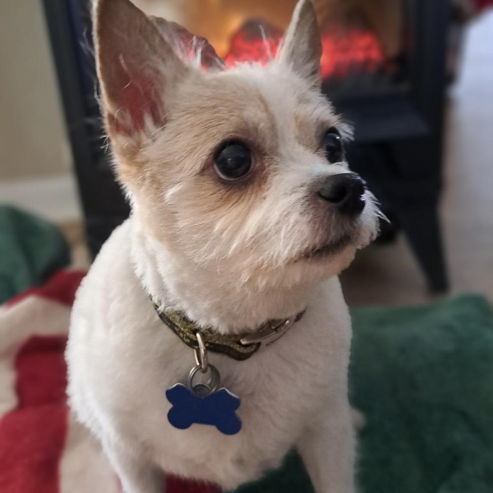 Niko, a Adoptable mixed breed in Orlando, FL image 6/6