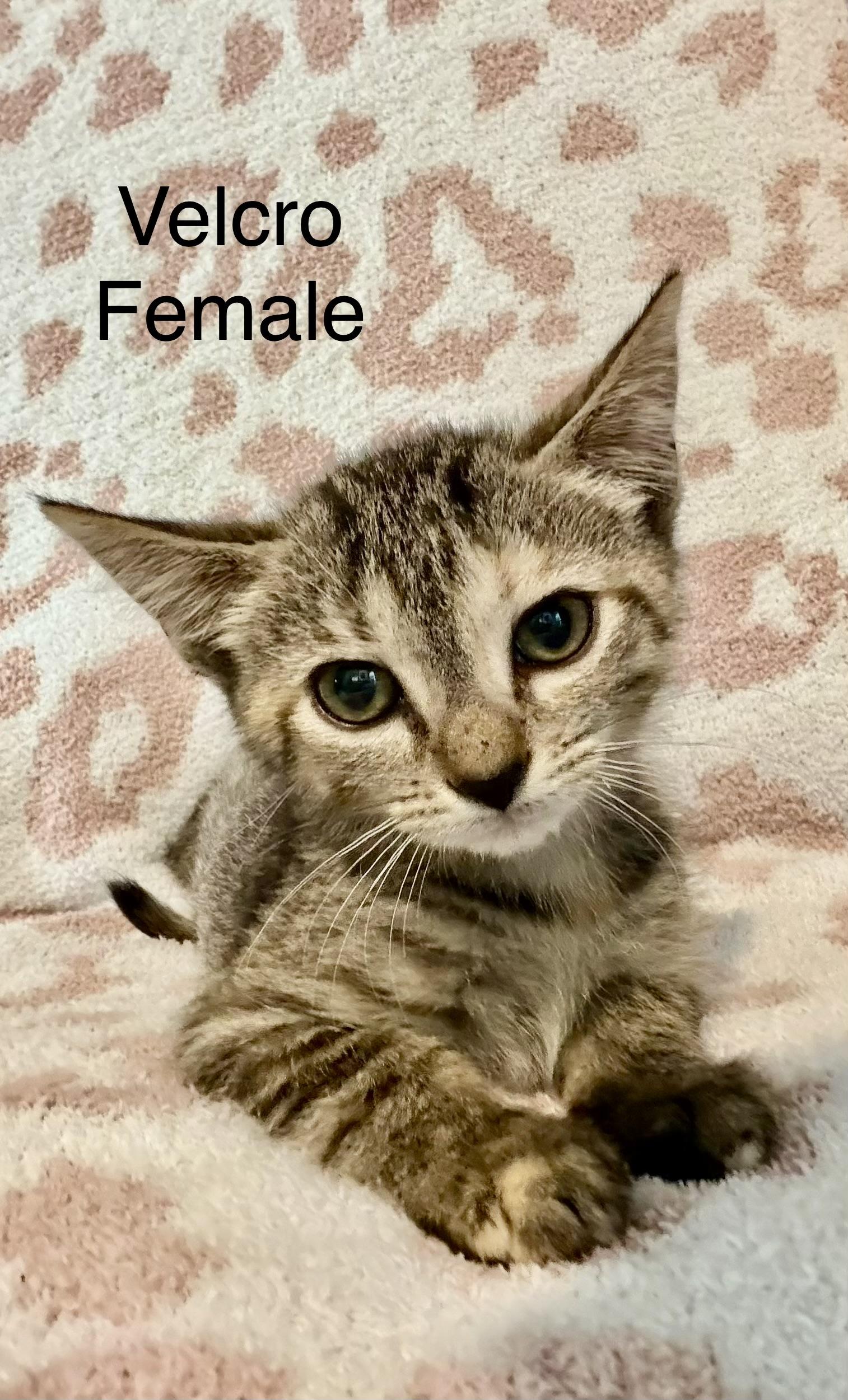 Velcro, Adoptable, Kitten Female Domestic Short Hair.
