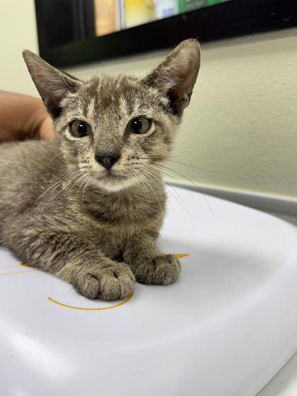 Shanjiro WA14016-T, Adoptable, Kitten Male Domestic Short Hair.