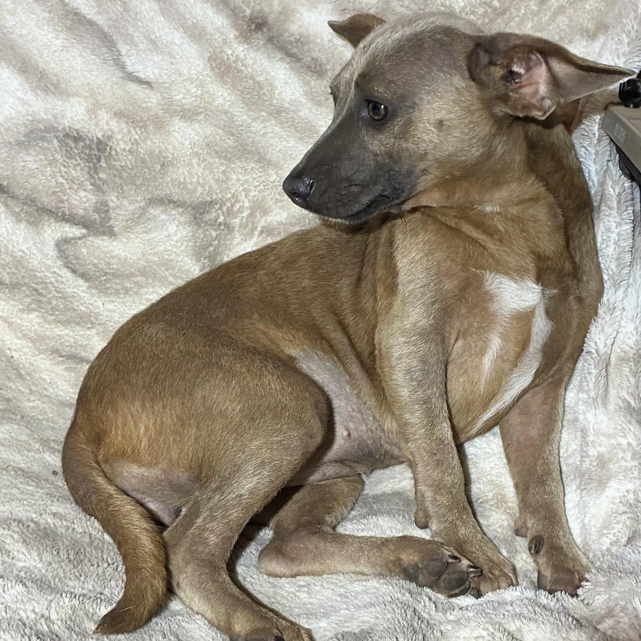 Georgina, a ADOPTABLE mixed breed in Pelham, NH image 4/6