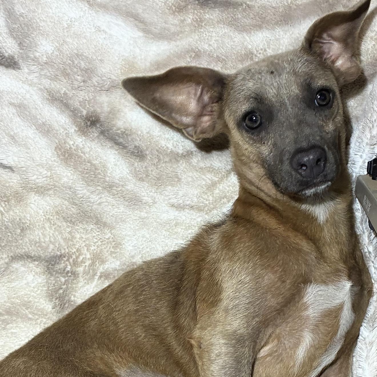 Georgina, a ADOPTABLE mixed breed in Pelham, NH image 3/6