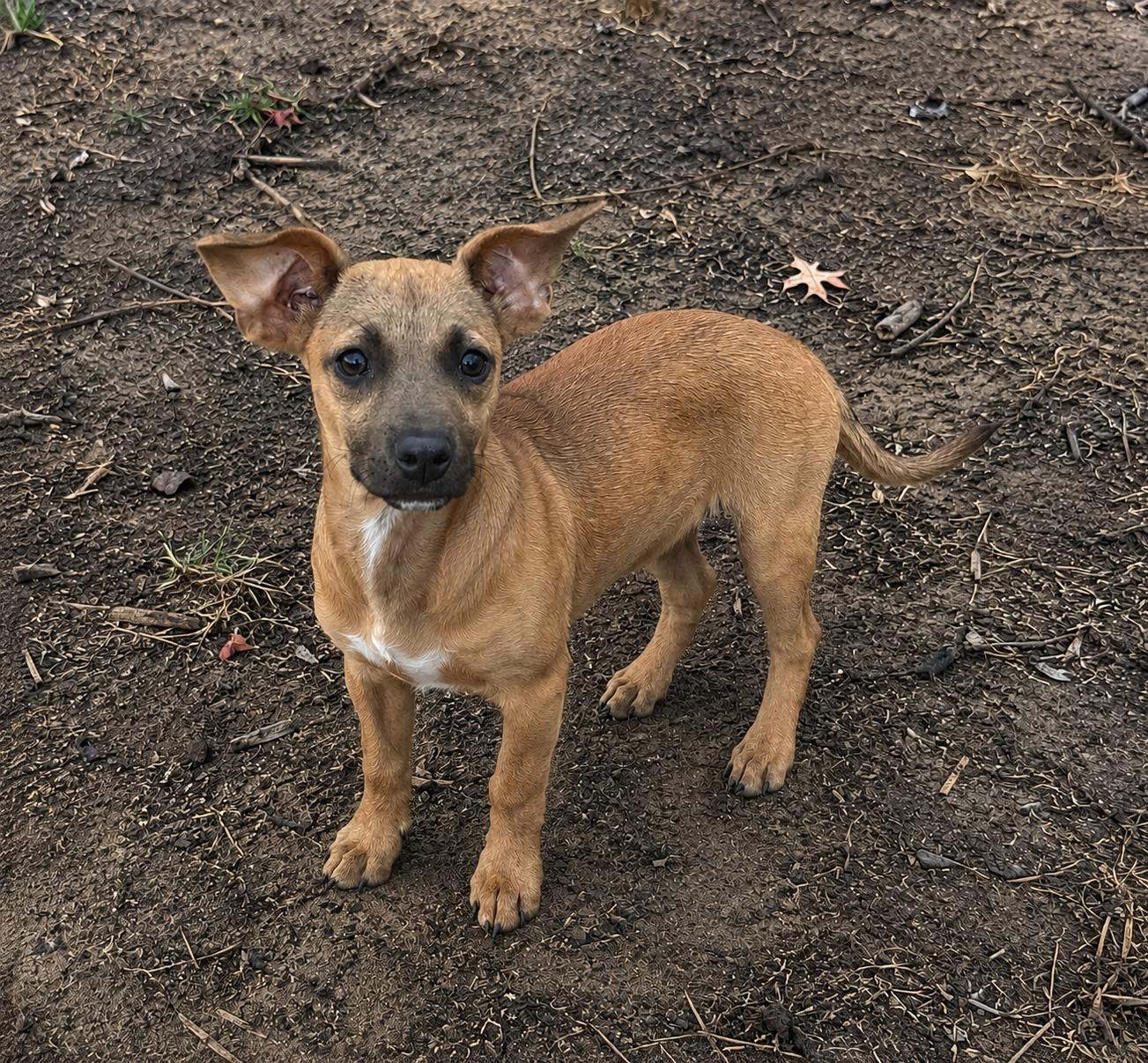 Georgina, a ADOPTABLE mixed breed in Pelham, NH image 6/6
