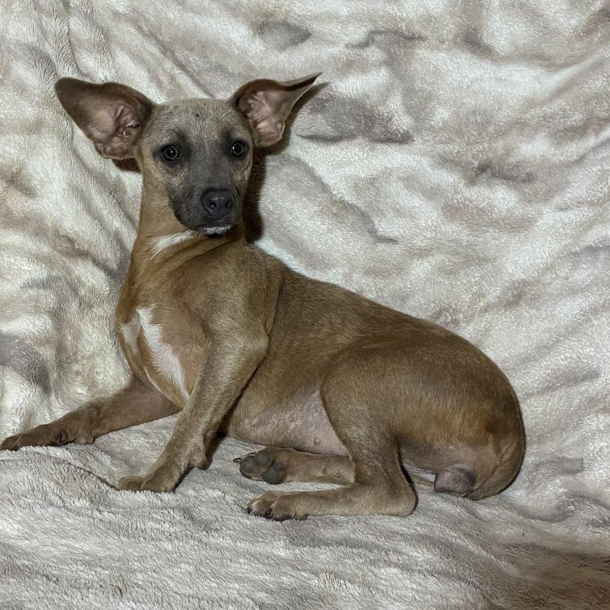 Georgina, ADOPTABLE, Young Female Chihuahua.