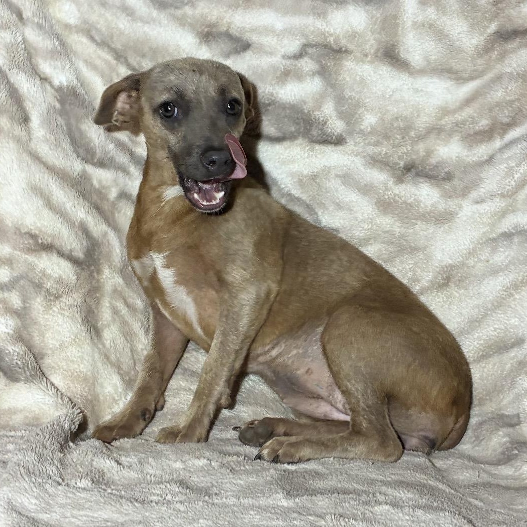 Georgina, a ADOPTABLE mixed breed in Pelham, NH image 5/6