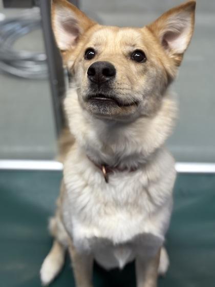 Marshmellow, Adoptable, Young Female Siberian Husky & Mixed Breed.