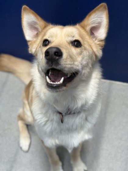 Enlarge Marshmellow, a Adoptable mixed breed in Beatrice, NE image 2/3