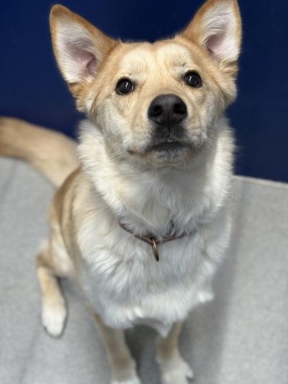 Enlarge Marshmellow, a Adoptable mixed breed in Beatrice, NE image 3/3