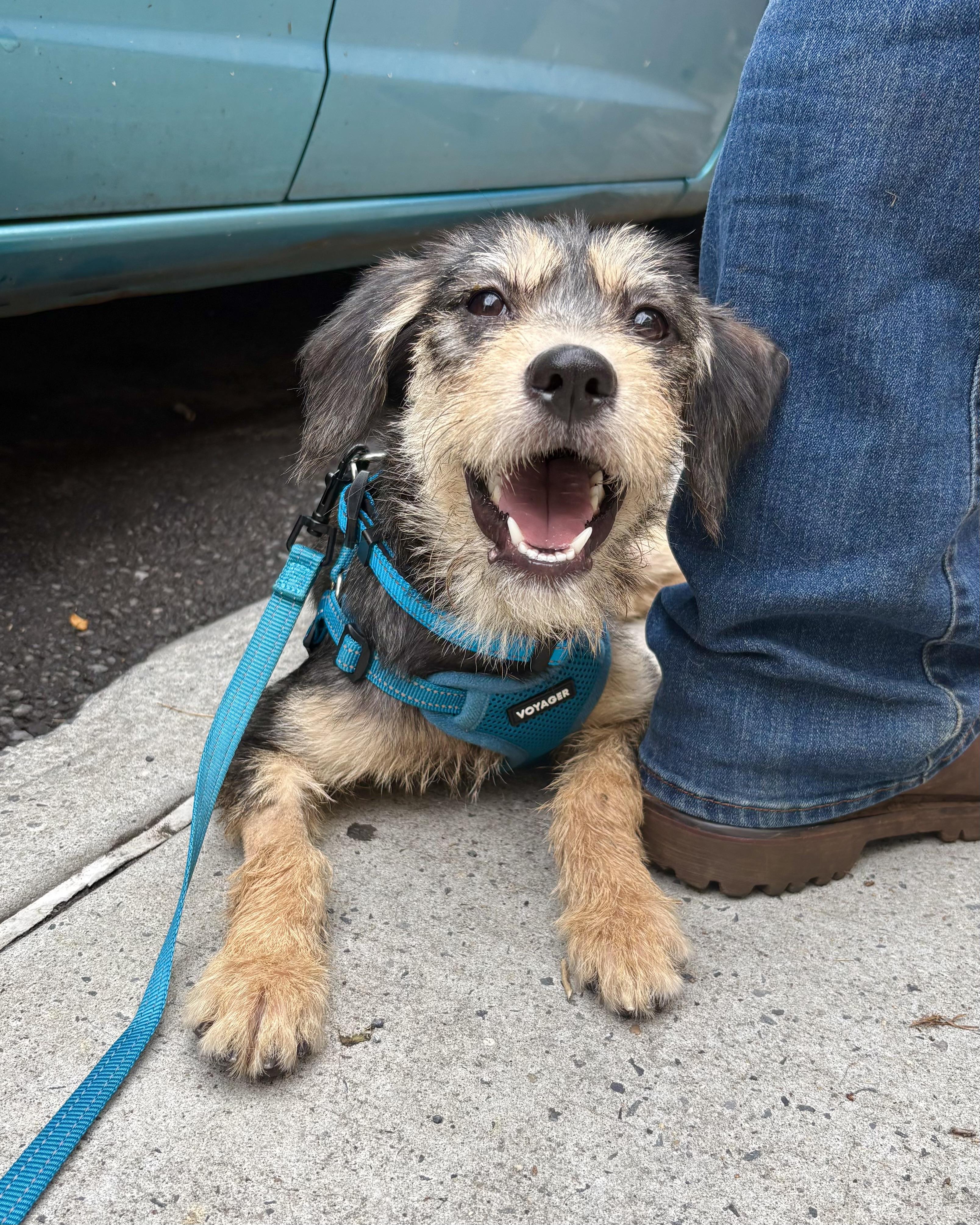 Chungking Express, an adopted mixed breed in New York, NY image 1/6