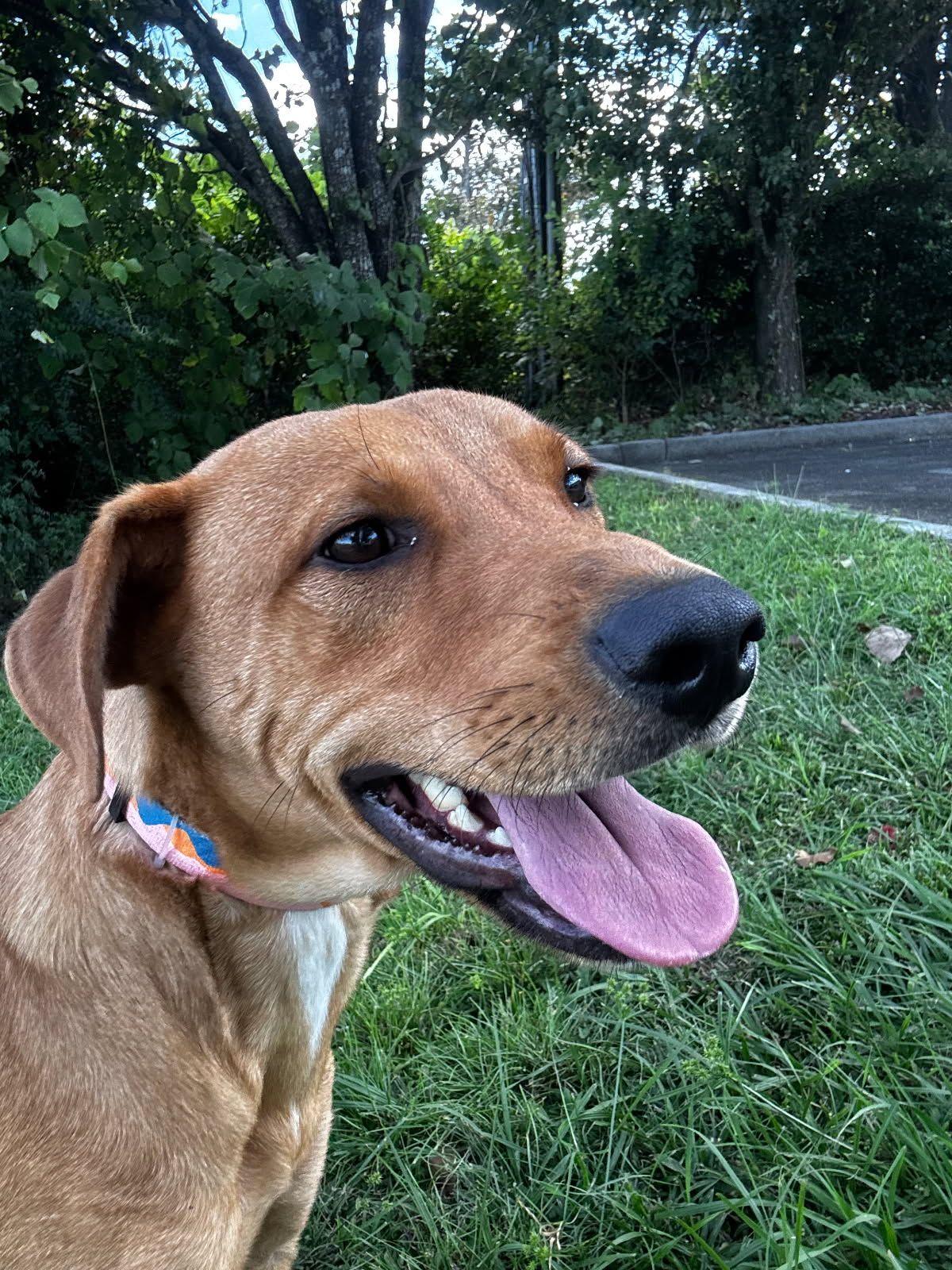 Sandy-Lab girl with soft, gentle personality