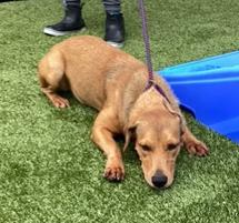 Sandy-Lab girl with soft, gentle personality